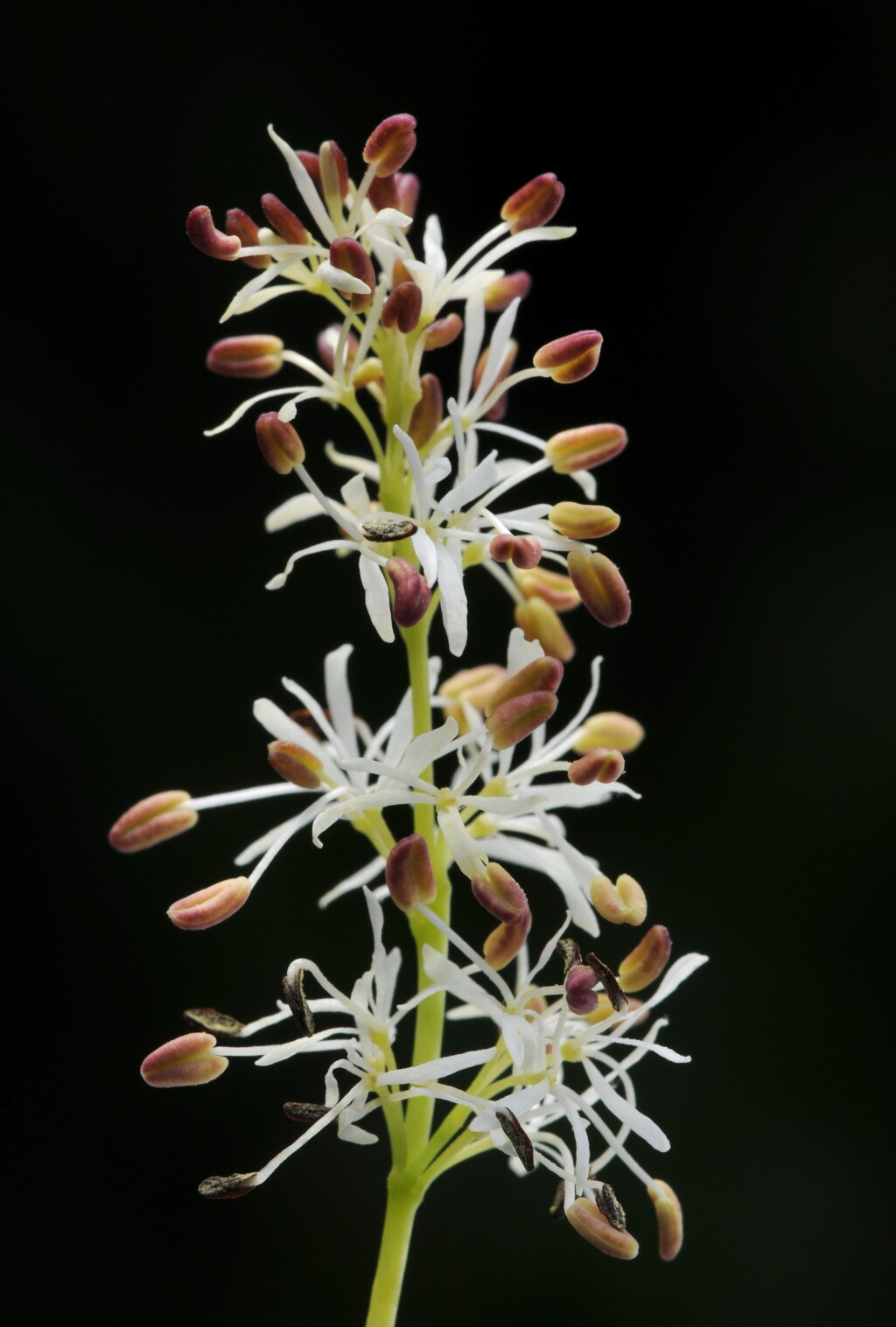 Fraxinus (hero image)