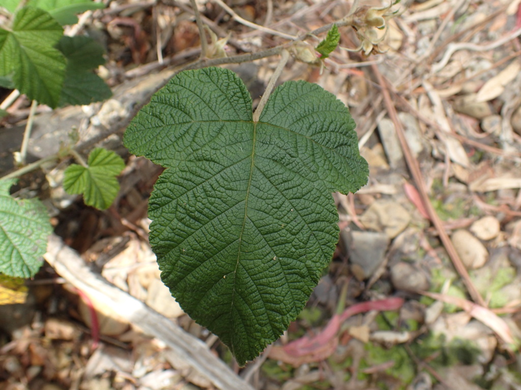 Rubus moluccanus (hero image)