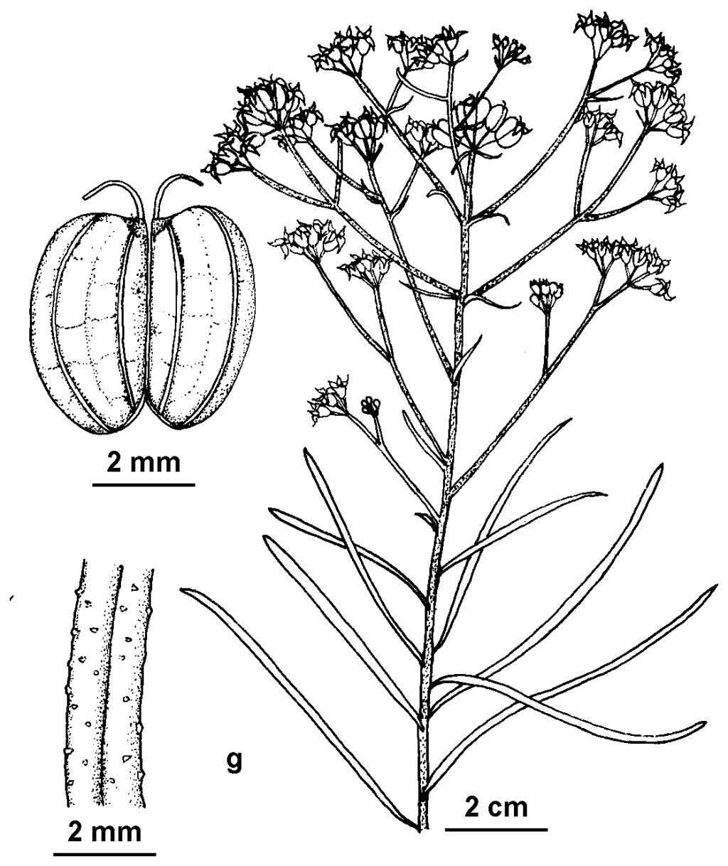 Astrotricha linearis subsp. 2 (hero image)