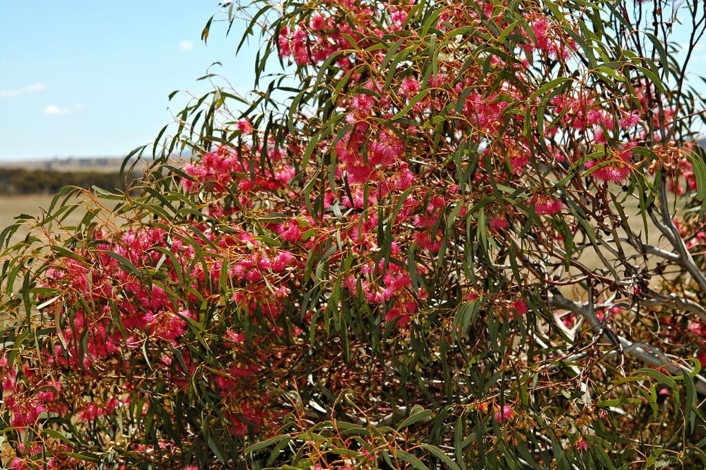 Eucalyptus leucoxylon subsp. leucoxylon (hero image)