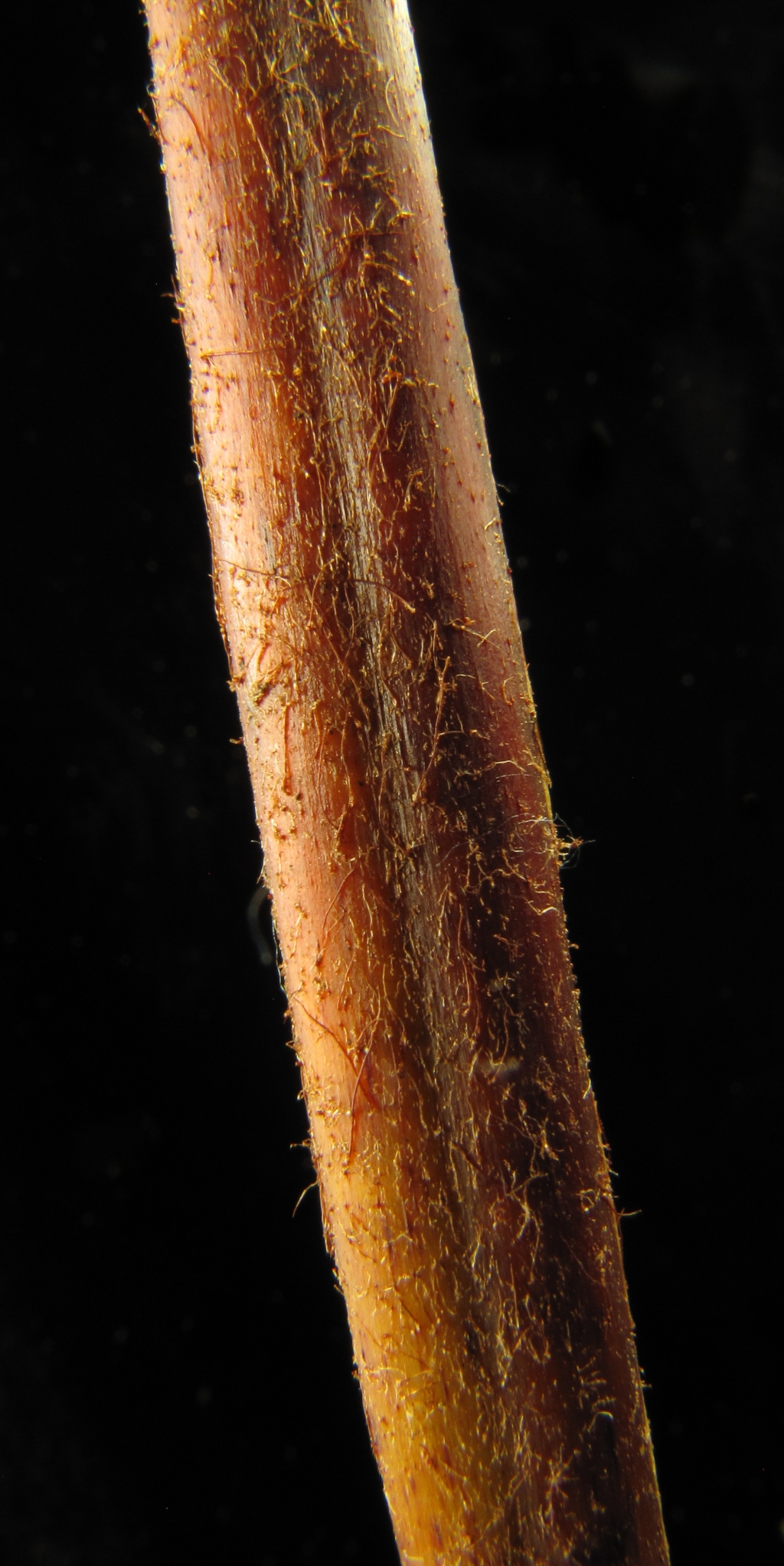Calochlaena dubia (hero image)