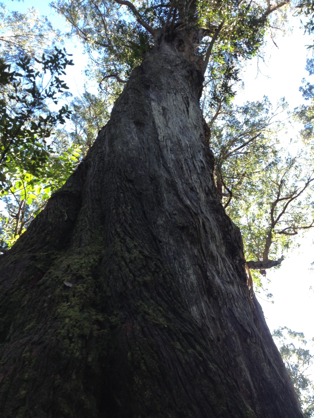 Eucalyptus fastigata (hero image)