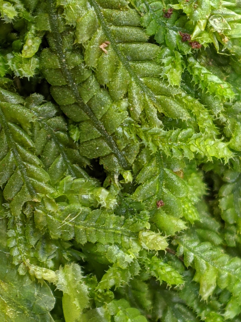 Heteroscyphus (hero image)