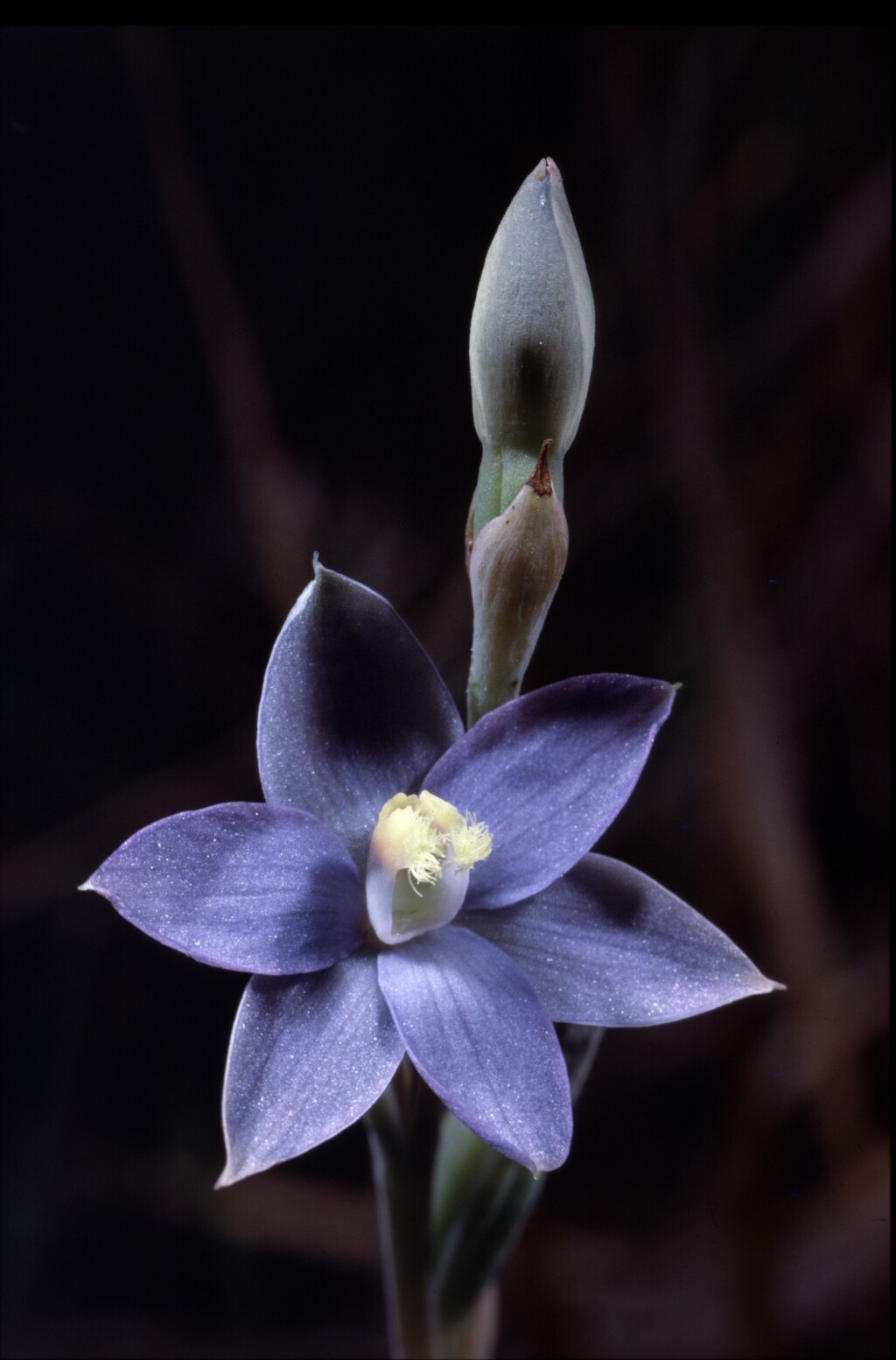 Thelymitra circumsepta (hero image)