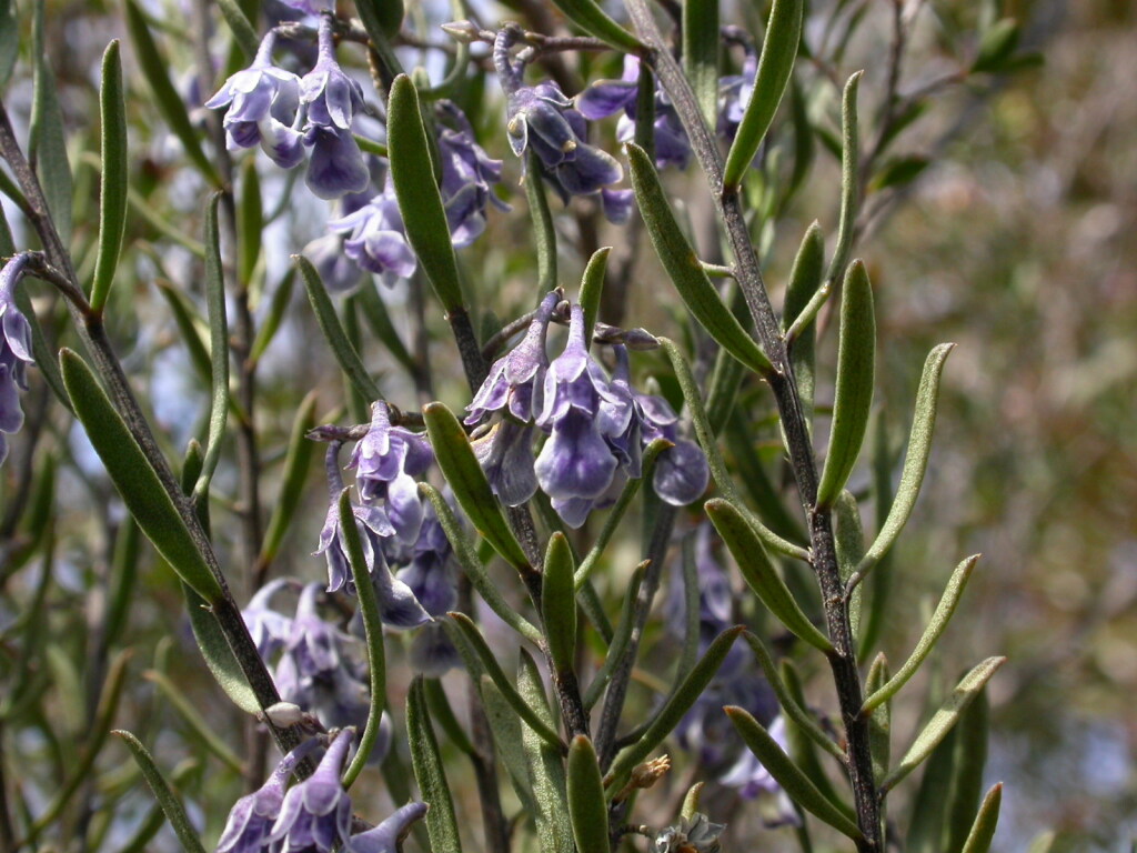Pigea (hero image)