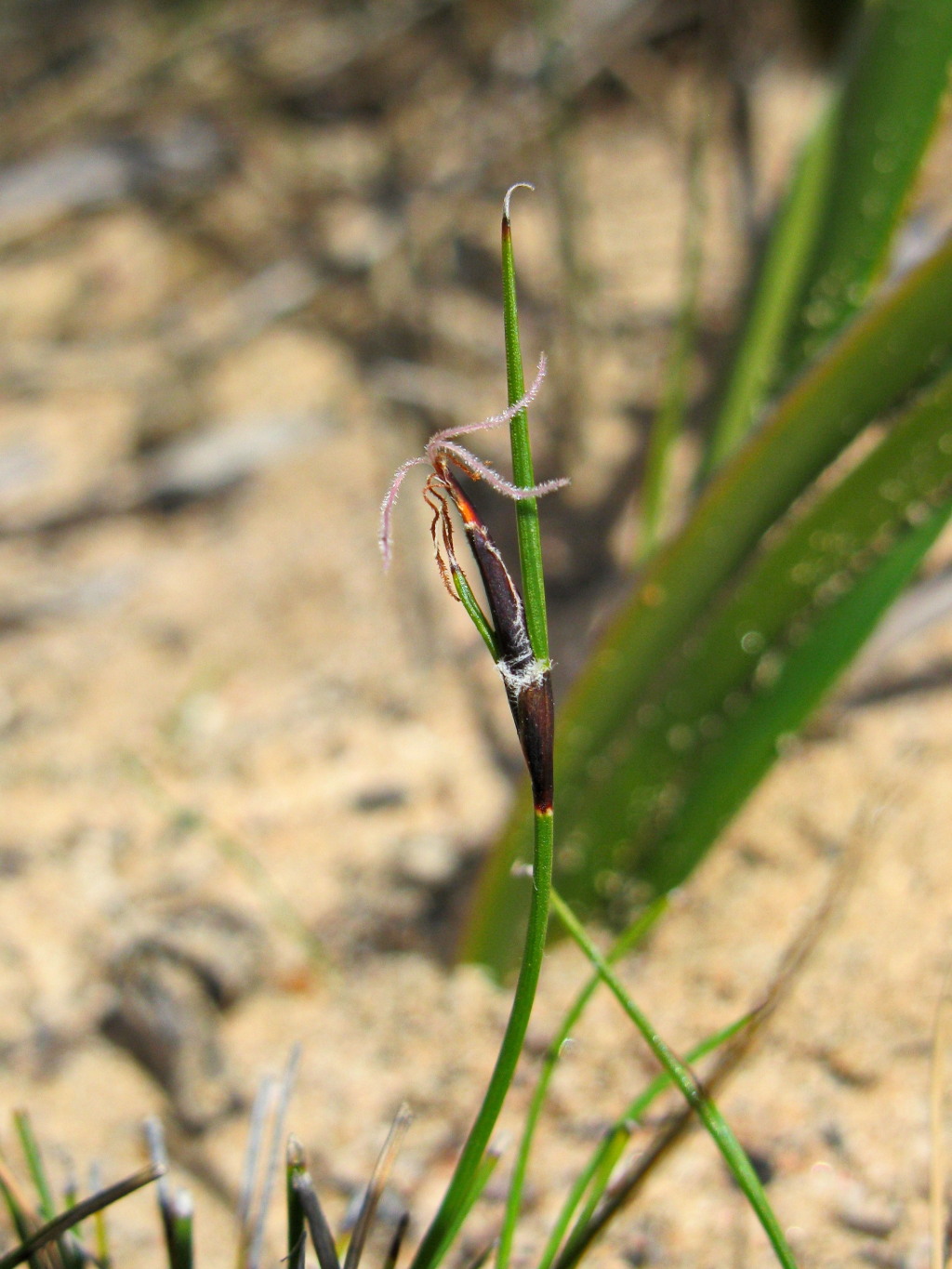 Cyperaceae (hero image)