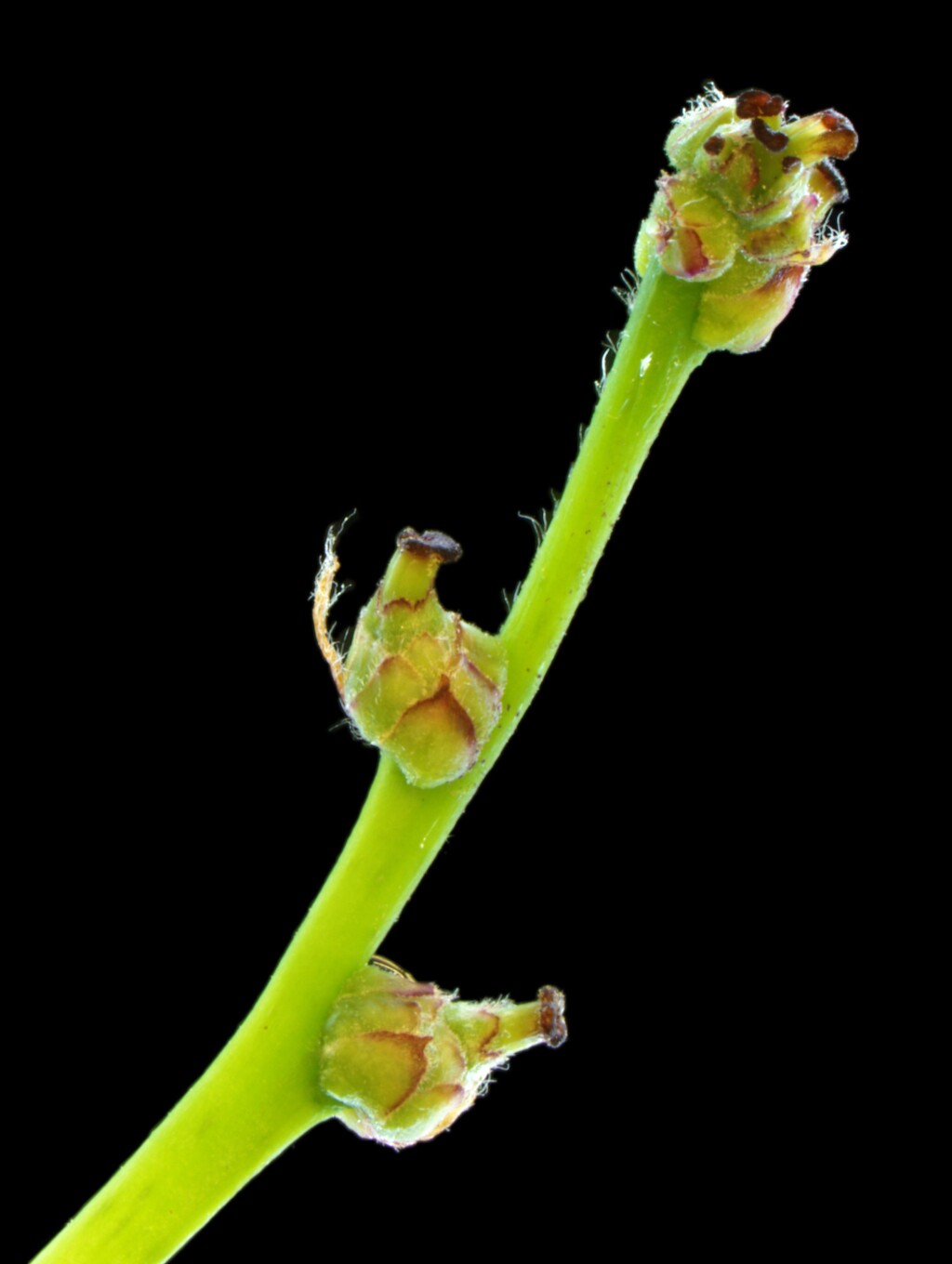 Quercus robur (hero image)