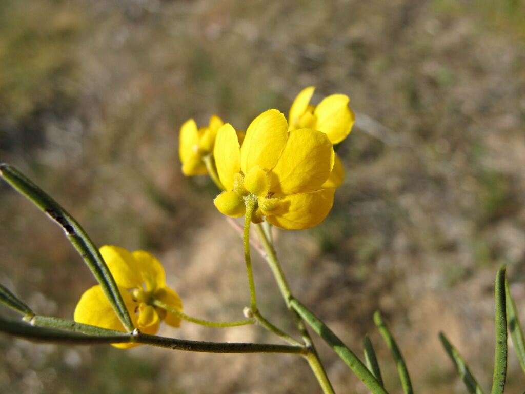 Senna artemisioides subsp. coriacea (hero image)