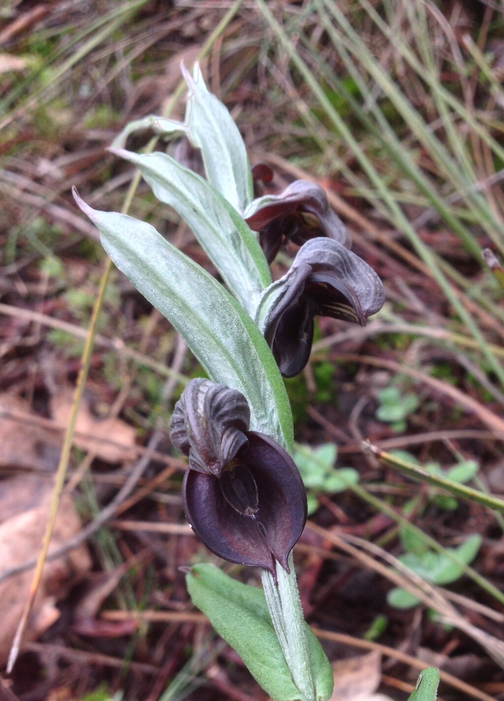 Pterostylis sanguinea (hero image)