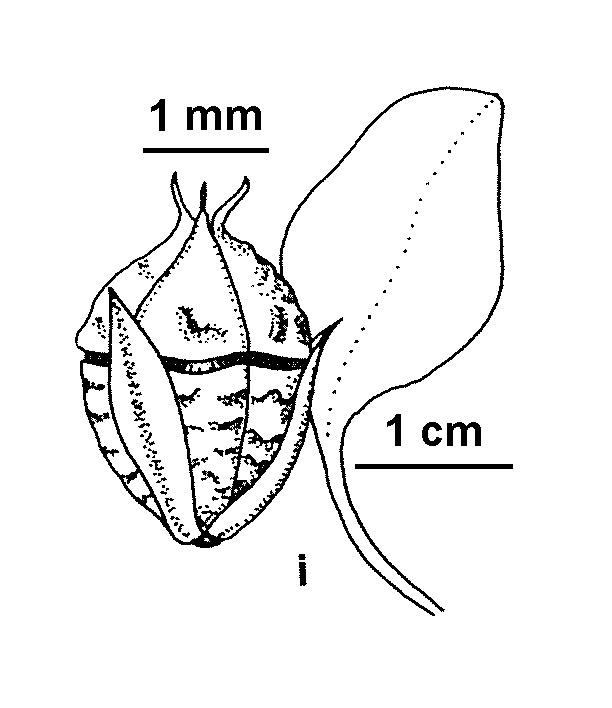 Amaranthus graecizans (hero image)