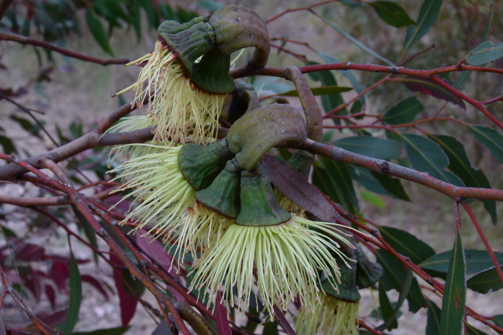 Eucalyptus megacornuta (hero image)