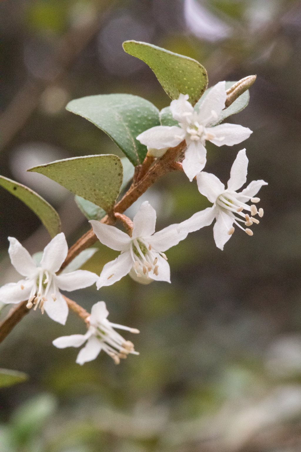 Nematolepis frondosa (hero image)