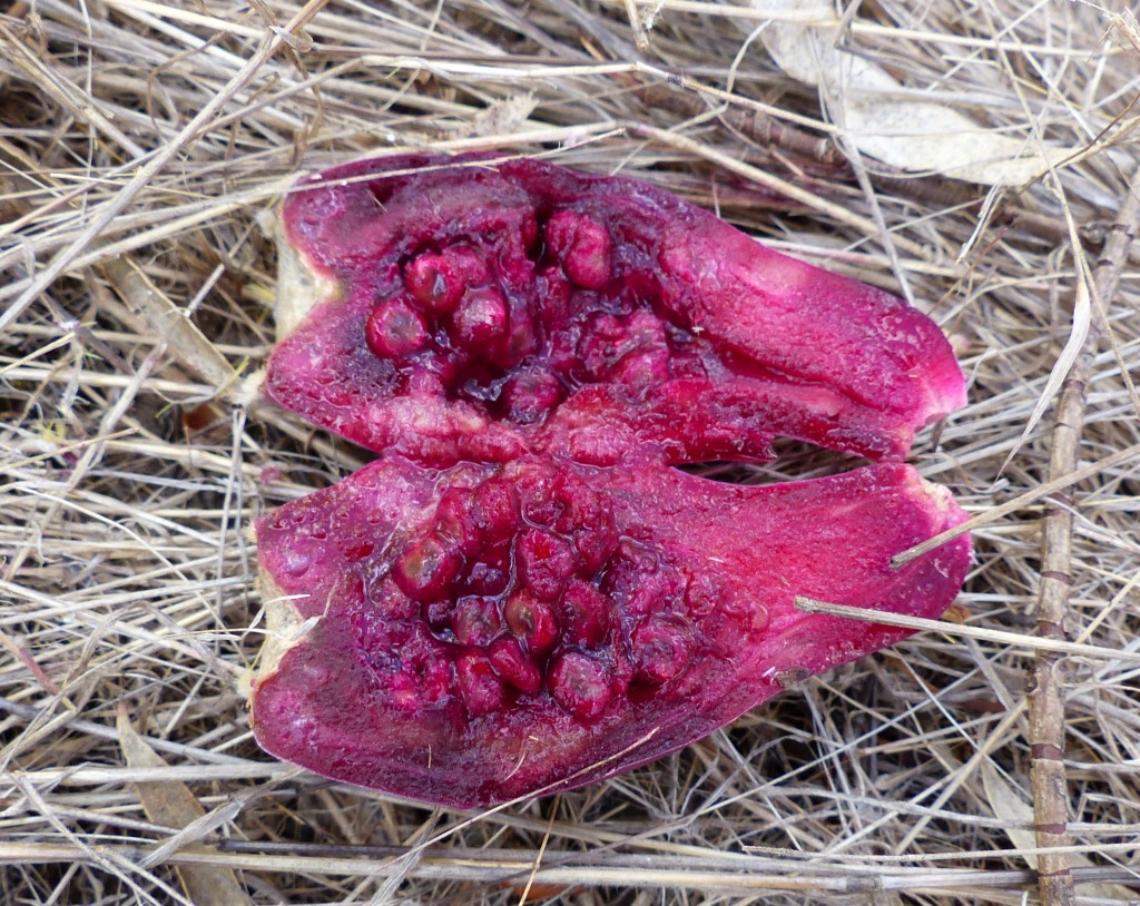 Opuntia stricta (hero image)