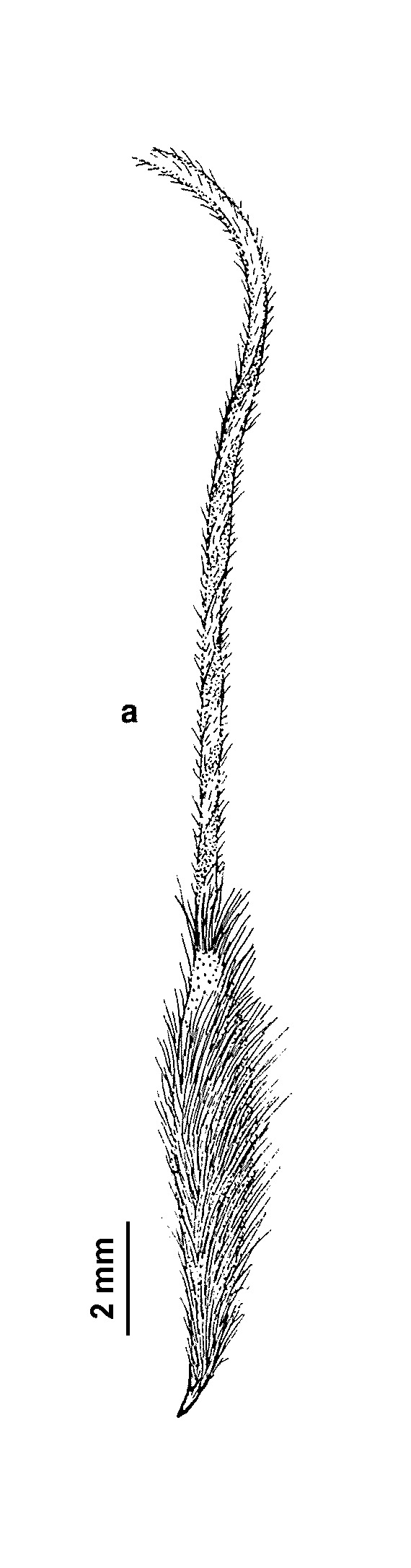 Austrostipa eremophila (hero image)