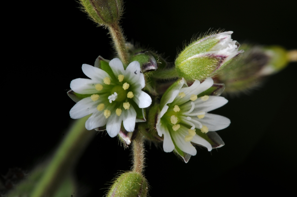 Cerastium vulgare (hero image)