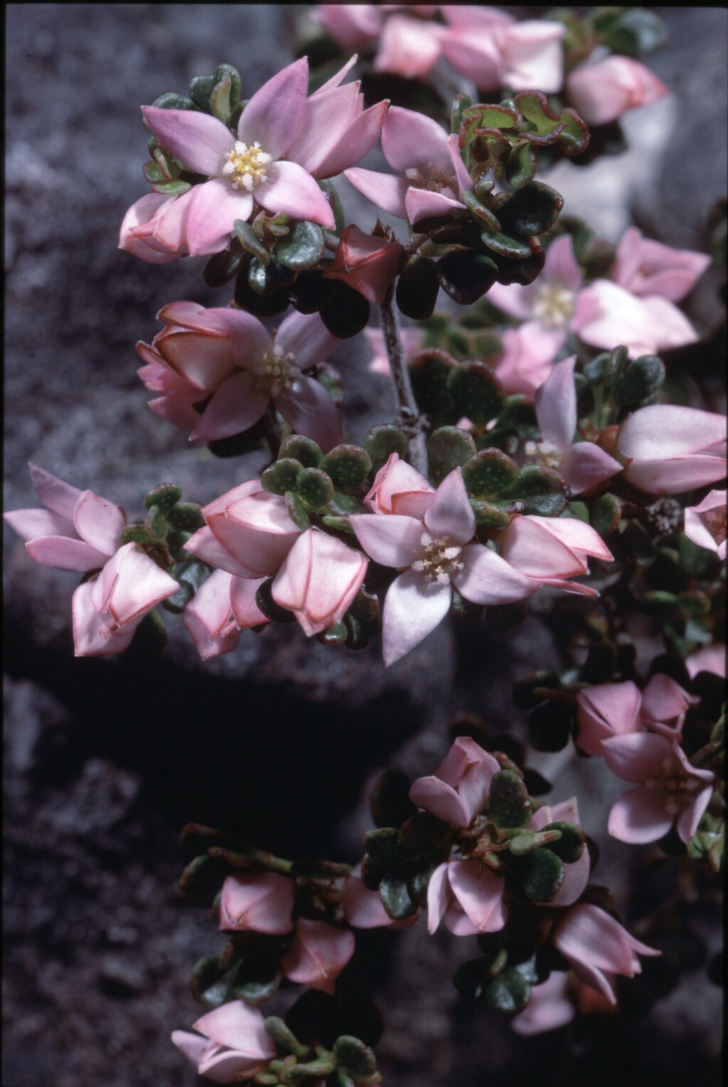 Boronia algida (hero image)