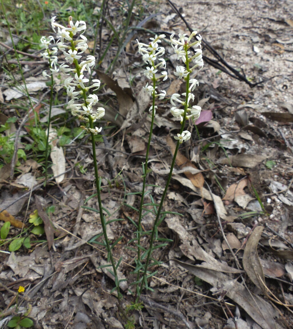 Stackhousia monogyna (hero image)