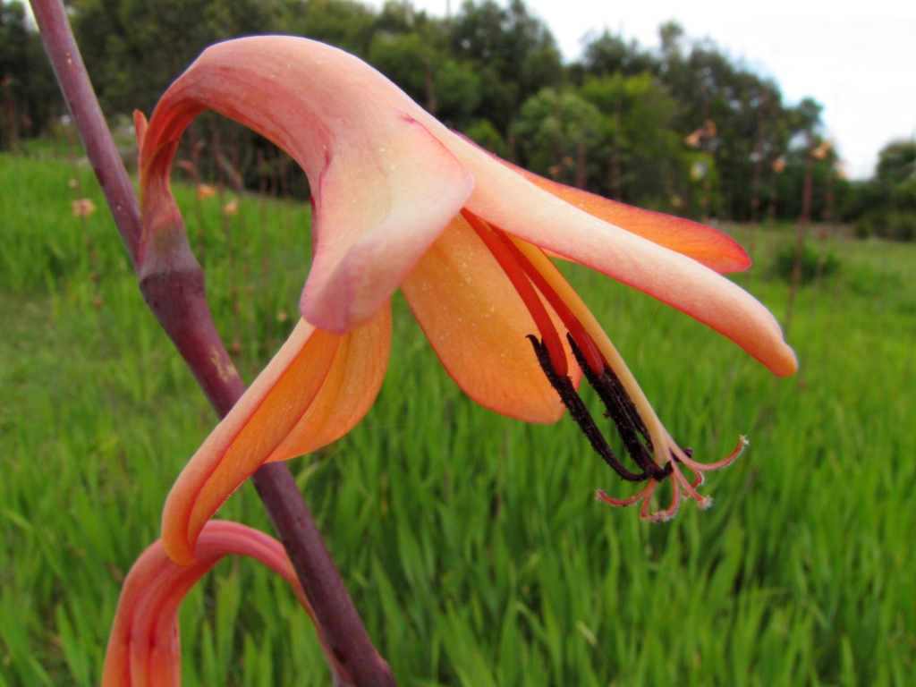 Watsonia meriana (hero image)