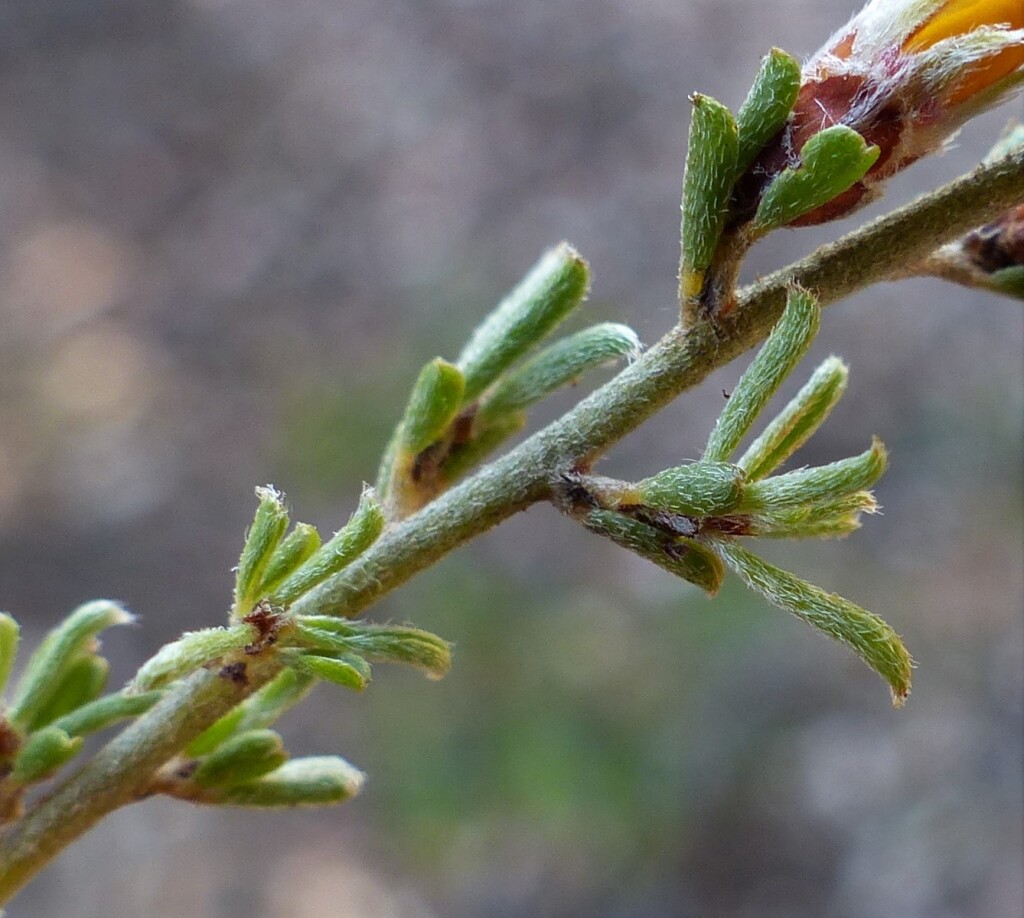 Pultenaea prostrata (hero image)