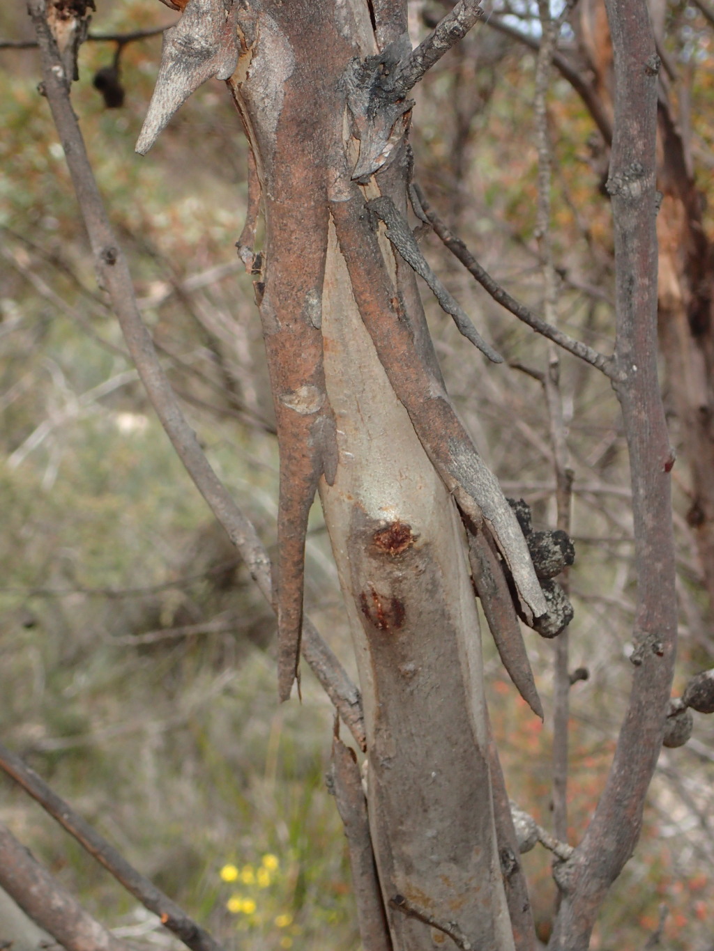 Eucalyptus costata (hero image)