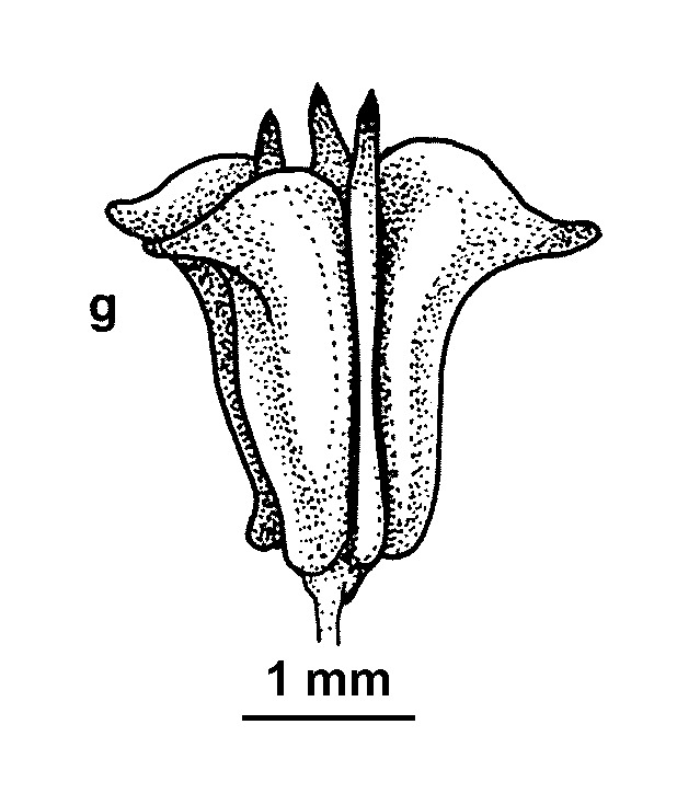 Triglochin mucronata (hero image)