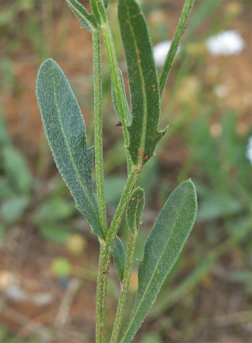Calotis scabiosifolia (hero image)