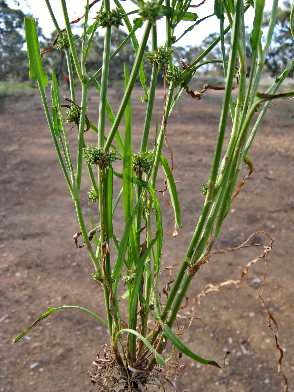 Rumex tenax (hero image)