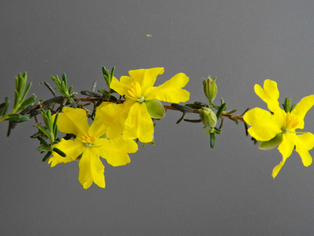 Hibbertia setifera (hero image)