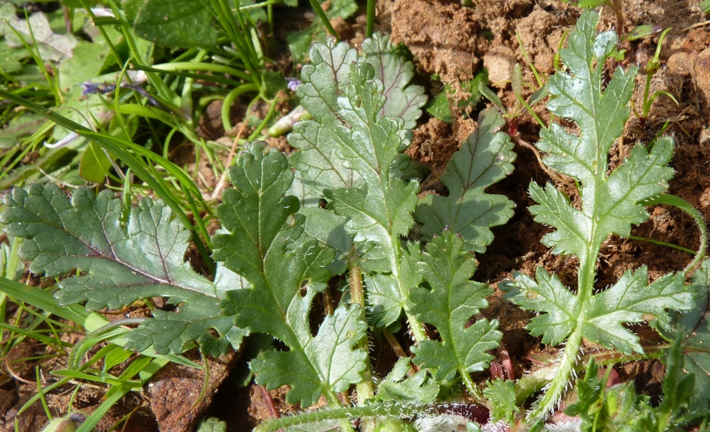 Erodium botrys (hero image)