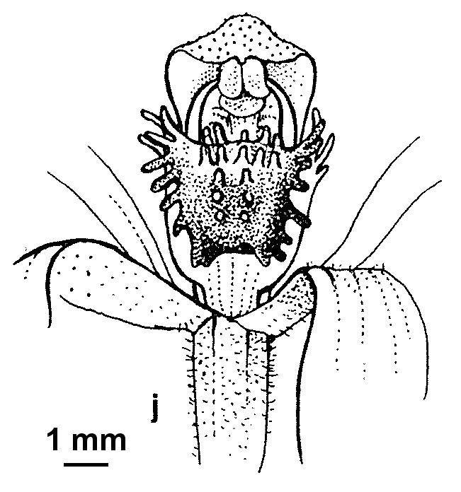 Caladenia hildae (hero image)