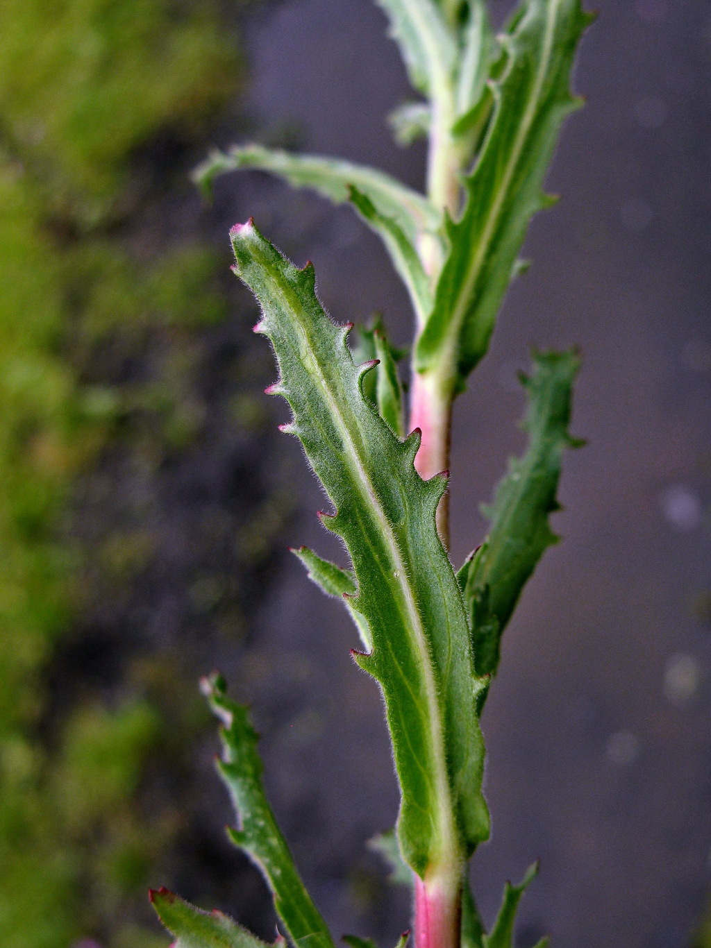 Epilobium billardiereanum subsp. intermedium (hero image)