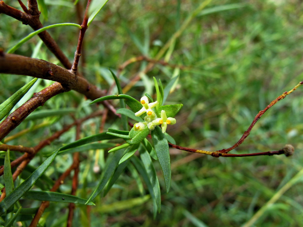 Pimelea microcephala (hero image)