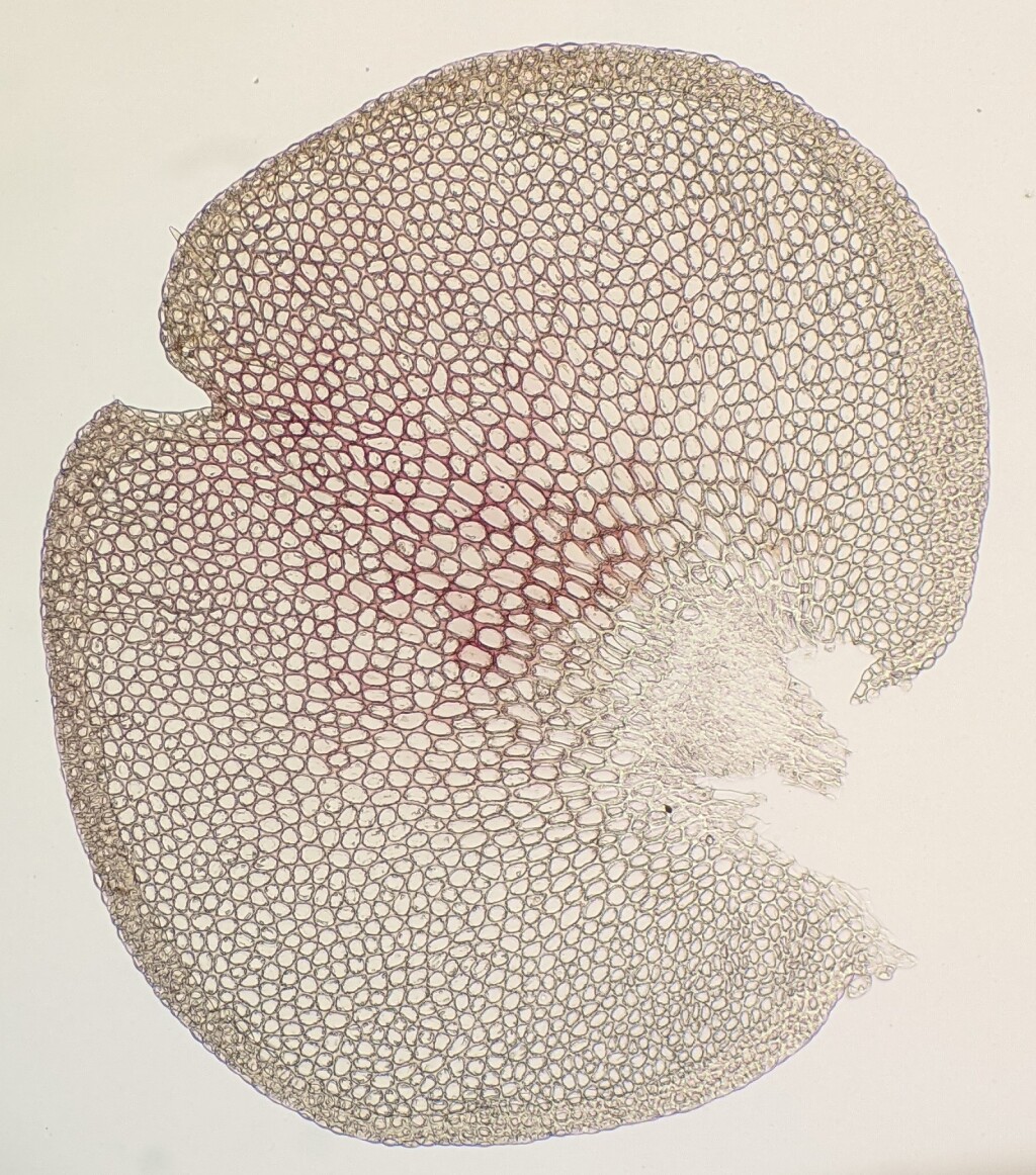 Gackstroemia weindorferi (hero image)