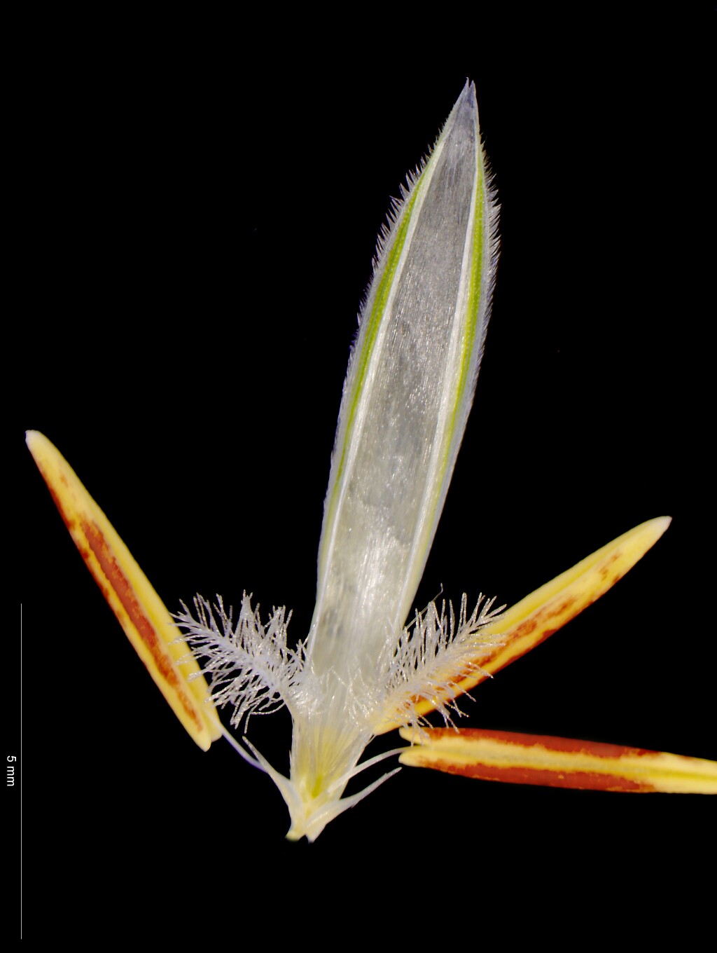 Avena barbata (hero image)