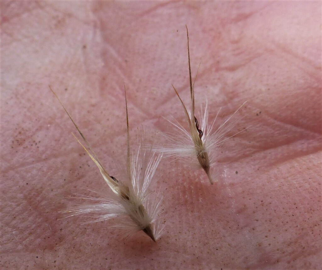 Rytidosperma caespitosum (hero image)