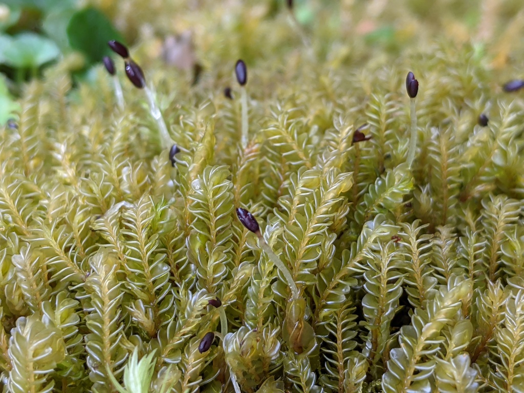 Plagiochilaceae (hero image)