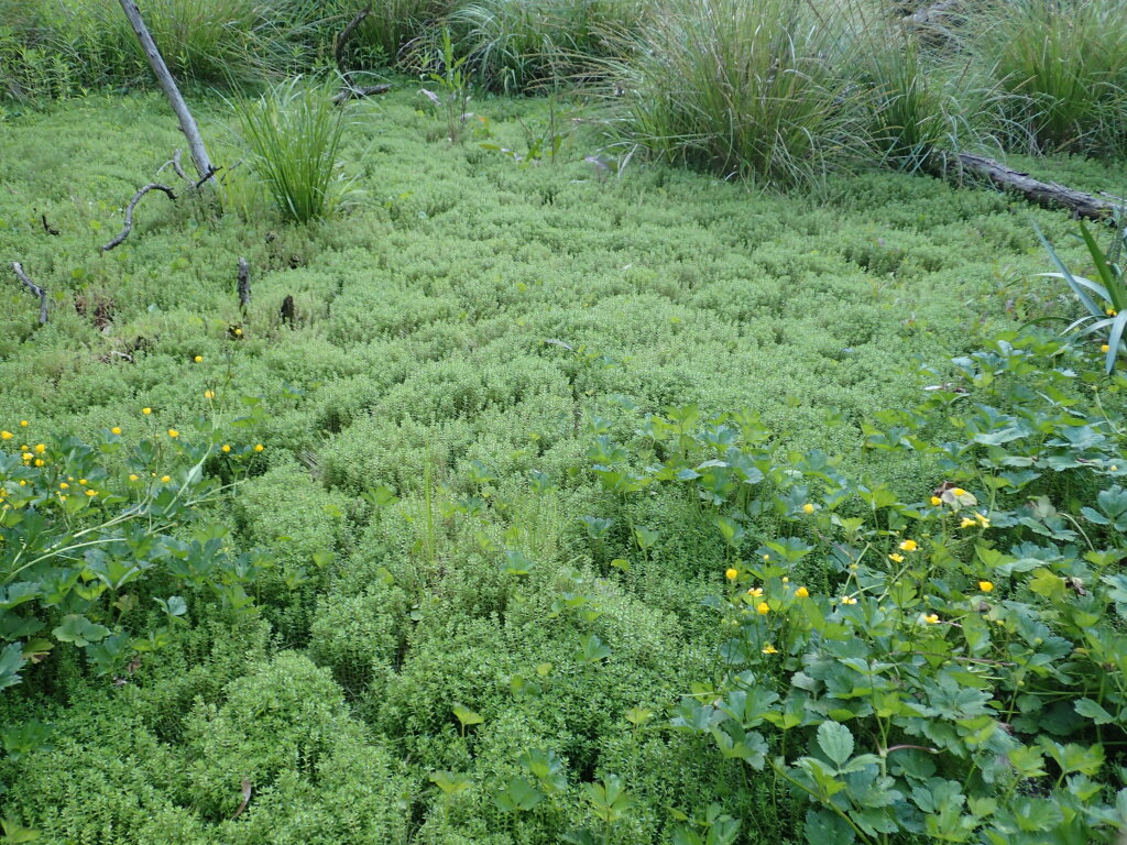 Crassula helmsii (hero image)