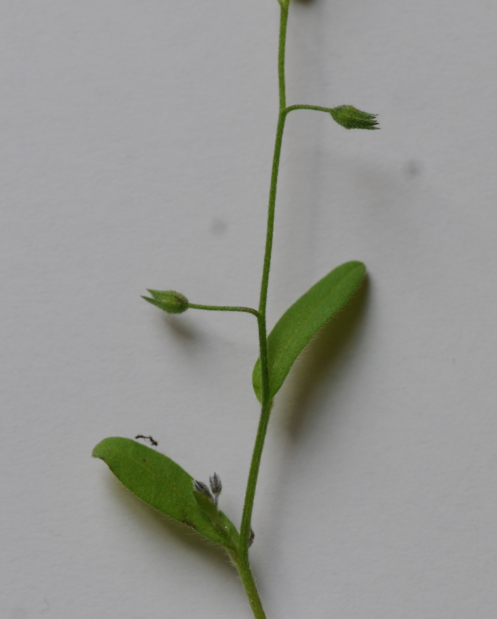 Myosotis arvensis (hero image)