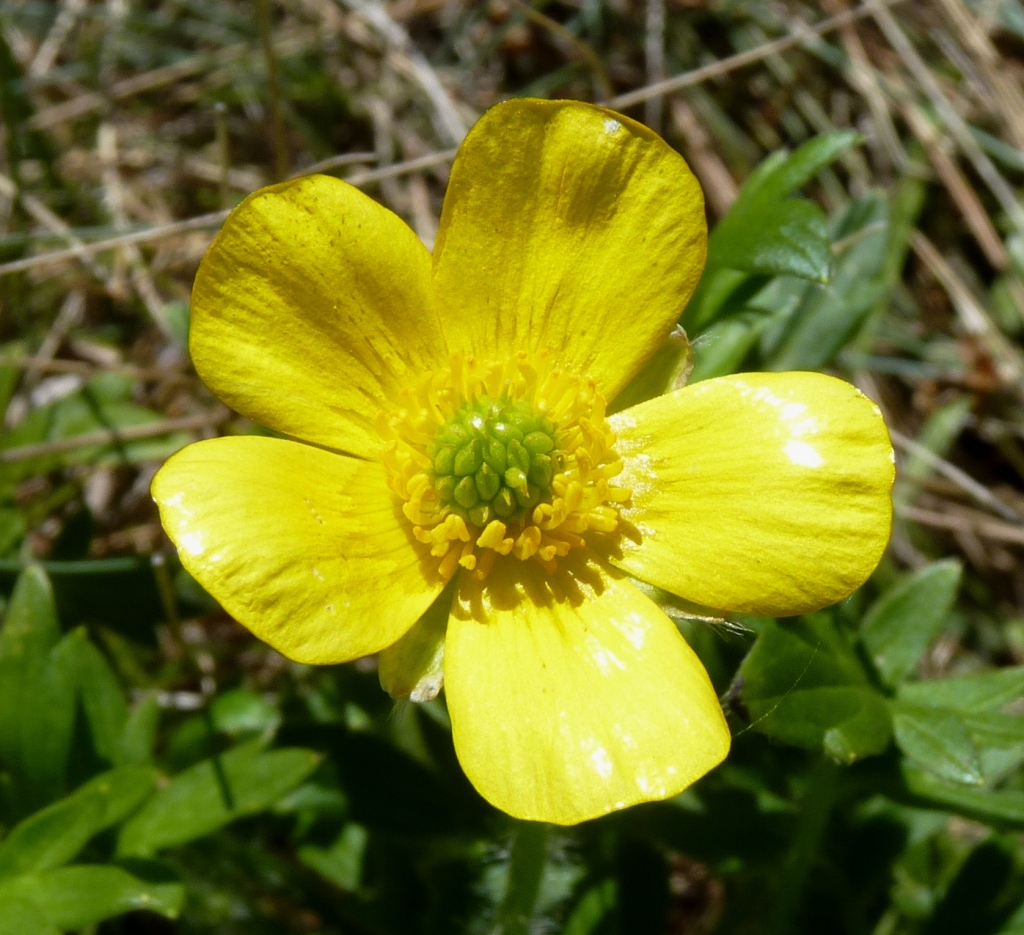 Ranunculus graniticola (hero image)