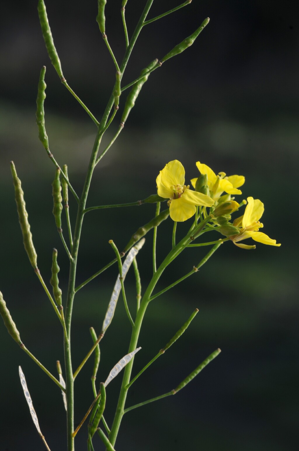 Brassica (hero image)