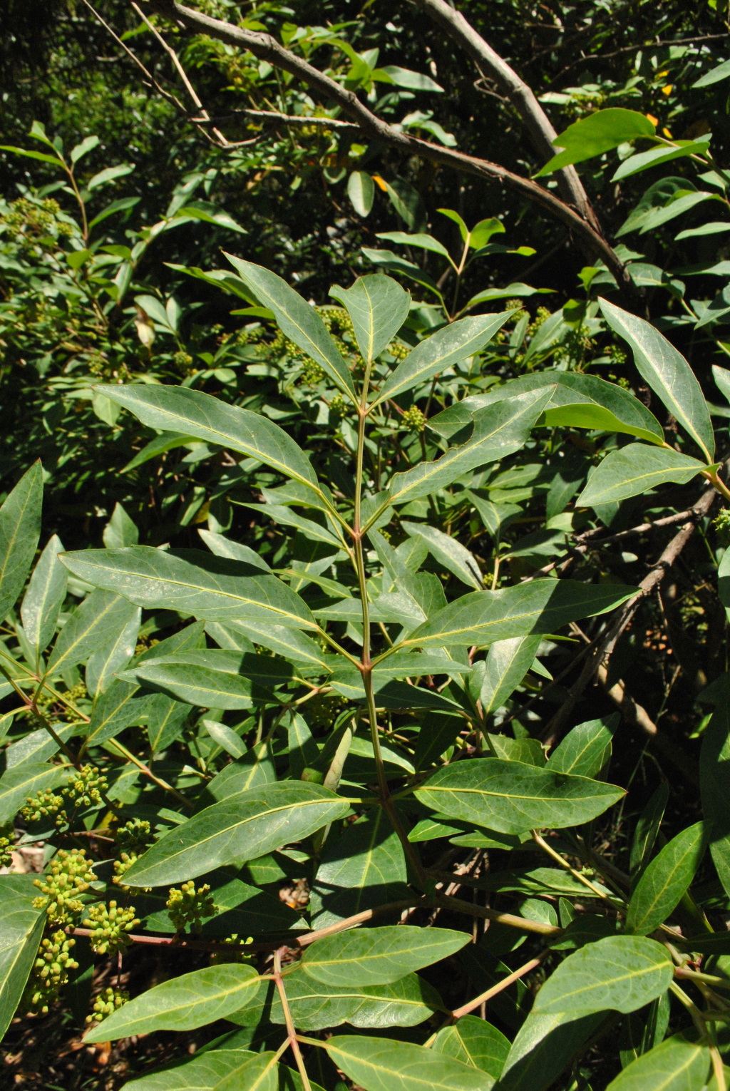 Polyscias sambucifolia subsp. 1 (hero image)