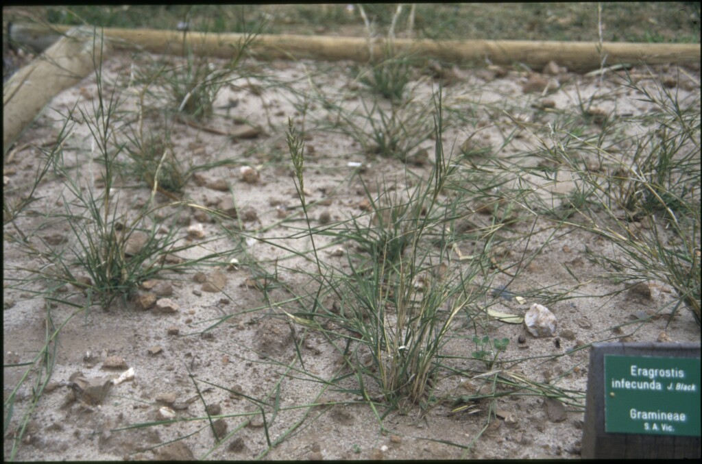 Eragrostis infecunda (hero image)