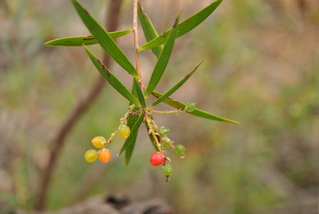 Leucopogon affinis (hero image)