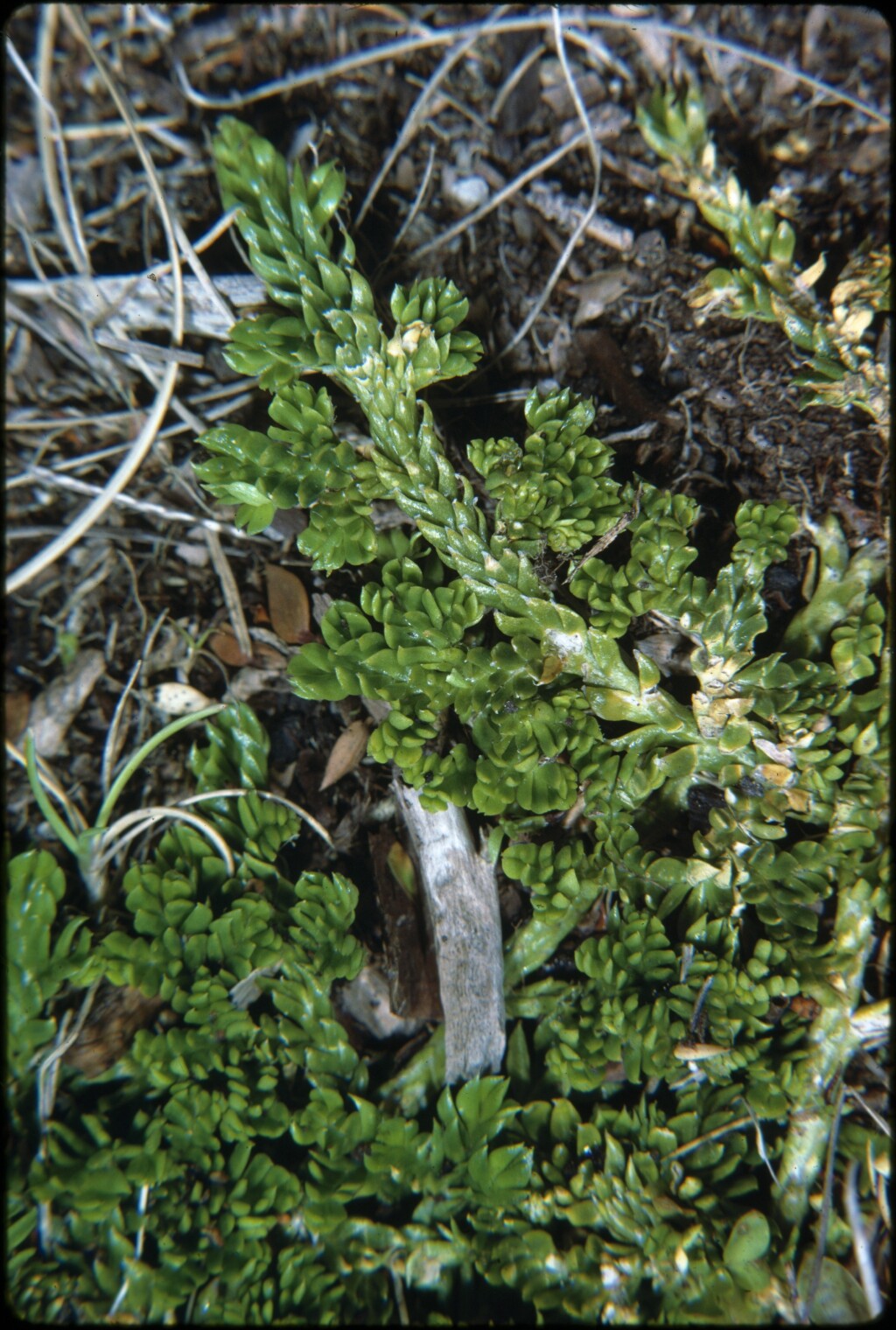 Lycopodium scariosum (hero image)