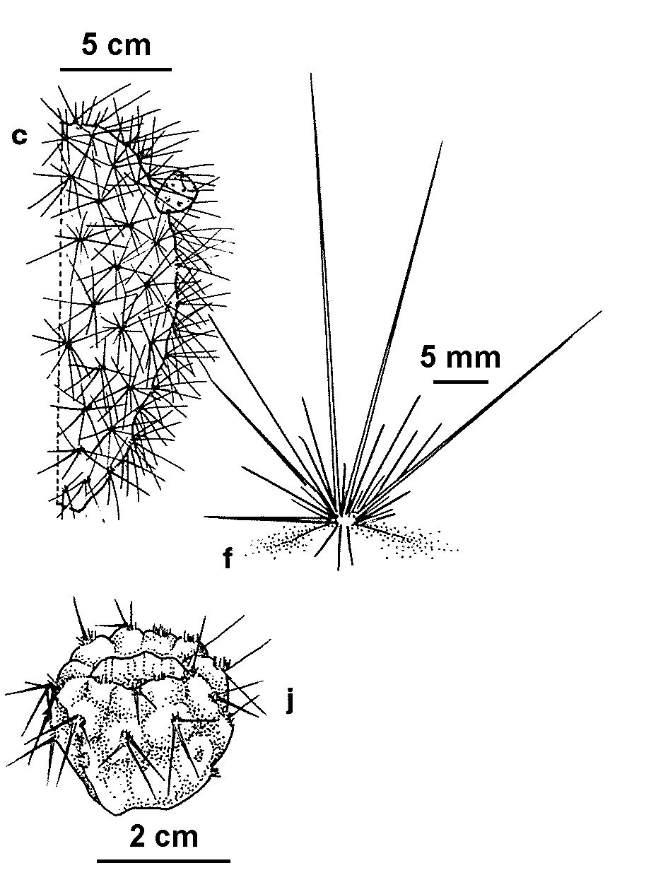 Opuntia polyacantha (hero image)