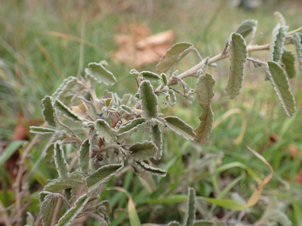 Sida fibulifera (hero image)