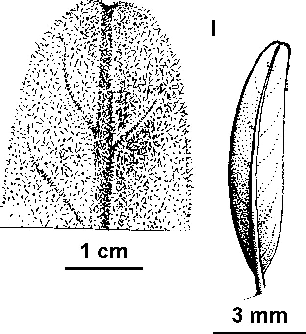 Pomaderris oblongifolia (hero image)