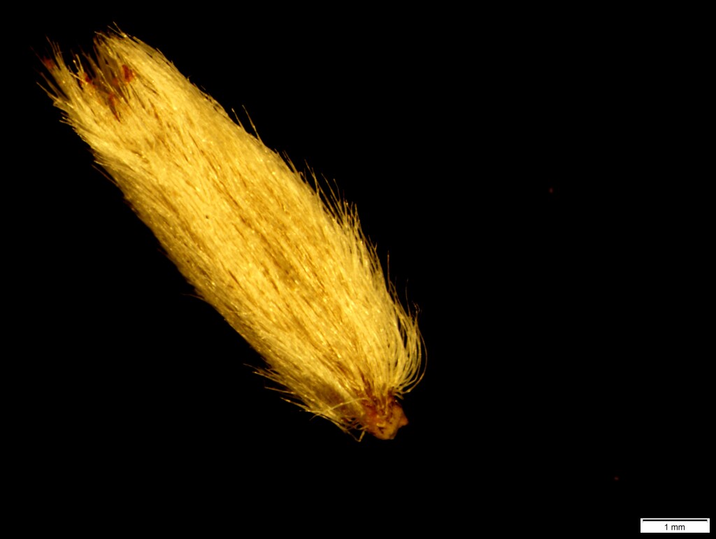 Pycnosorus globosus (hero image)