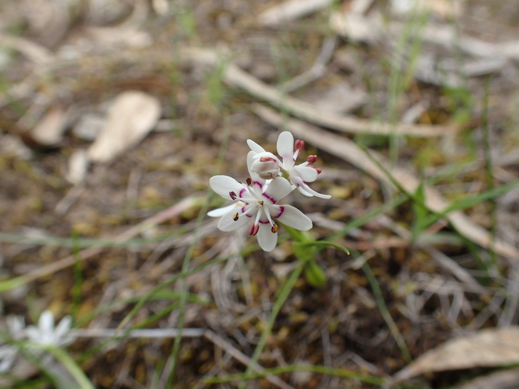 Wurmbea dioica subsp. dioica (hero image)