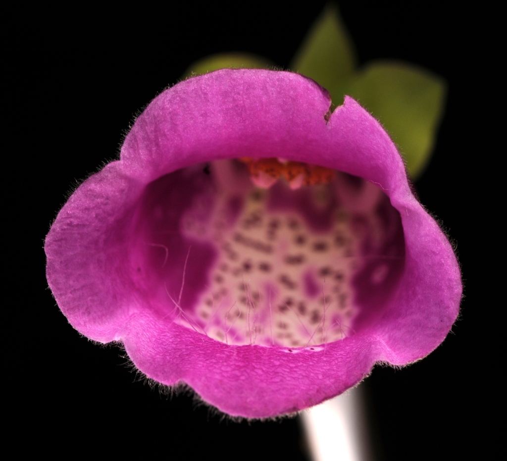 Digitalis (hero image)